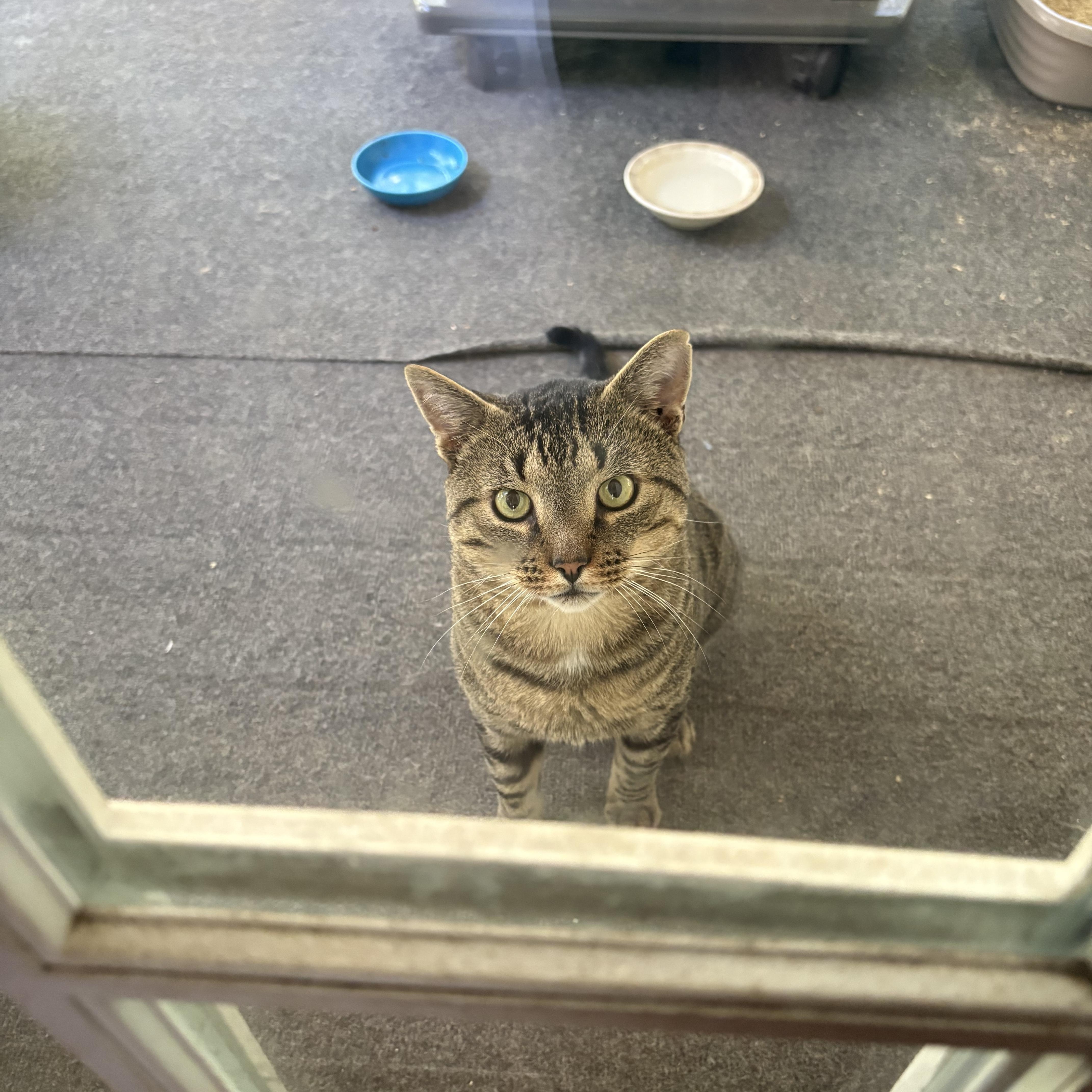 A young large-sized male Domestic Short Hair cat named Sam for adoption in Easley, SC
