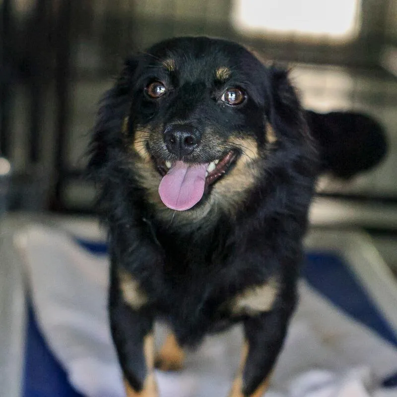 A young medium-sized male Black Mixed Breed dog named Tang for adoption in Bradenton, FL