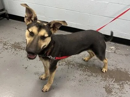 A young small-sized female German Shepherd Dog dog named Margaret for adoption in Sacramento, CA