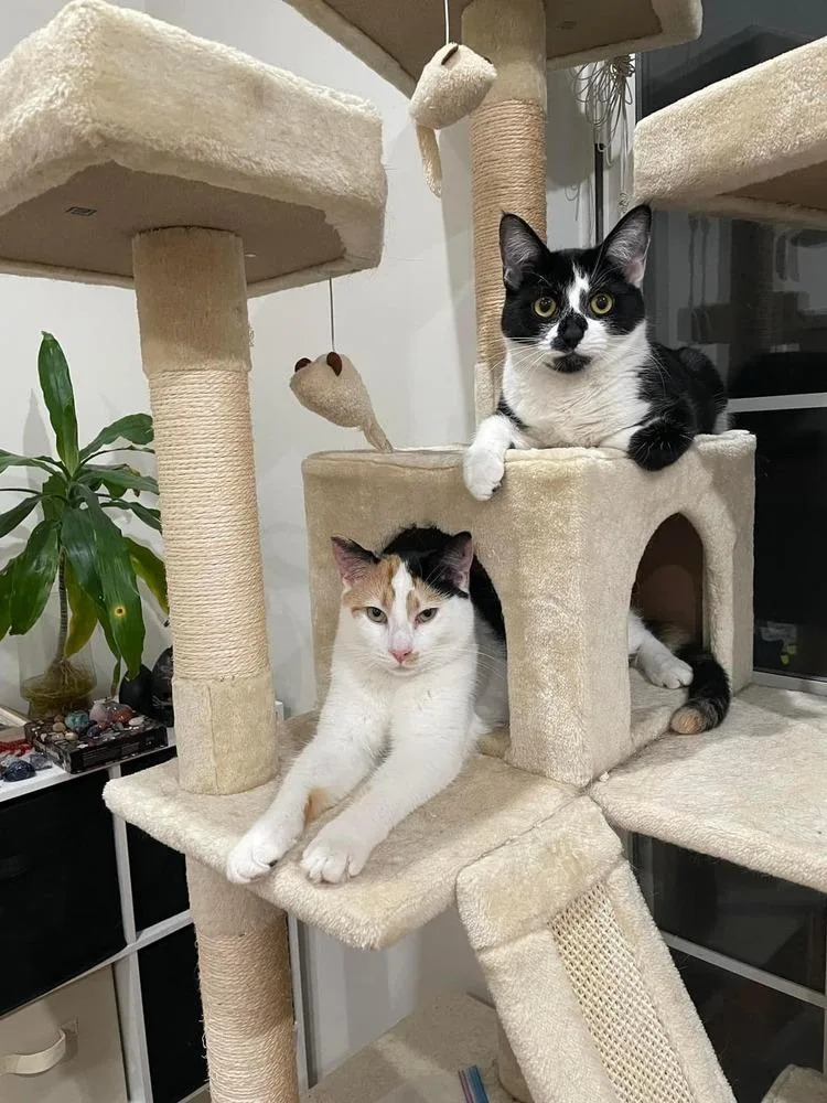 Hudson Hickory thumbnail 2