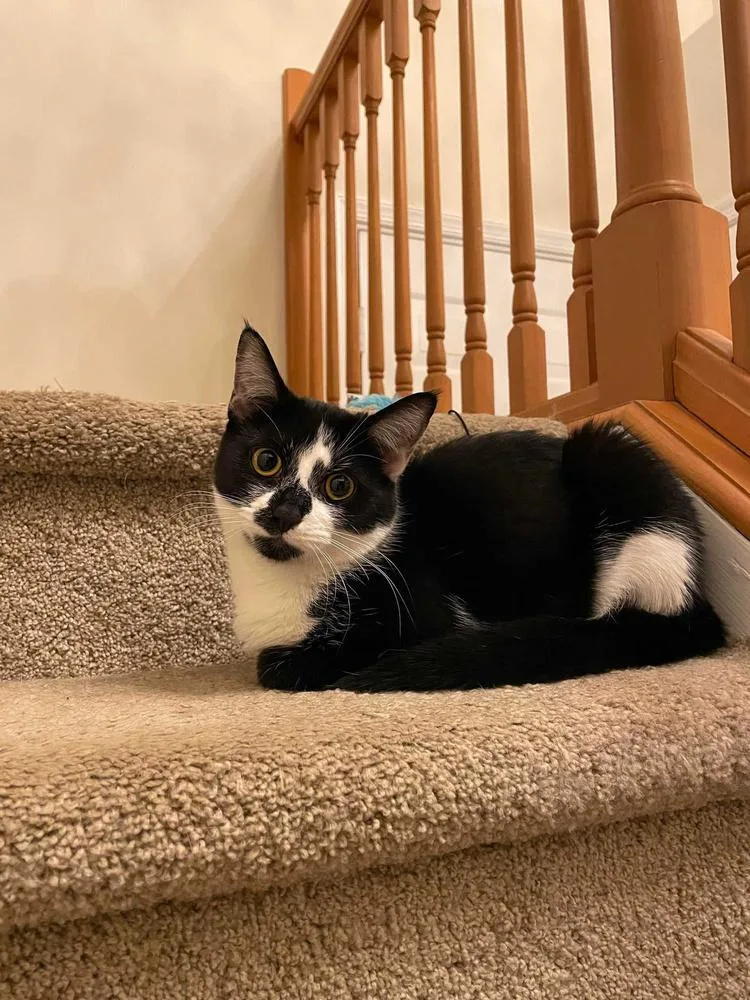 Hudson Hickory thumbnail 3