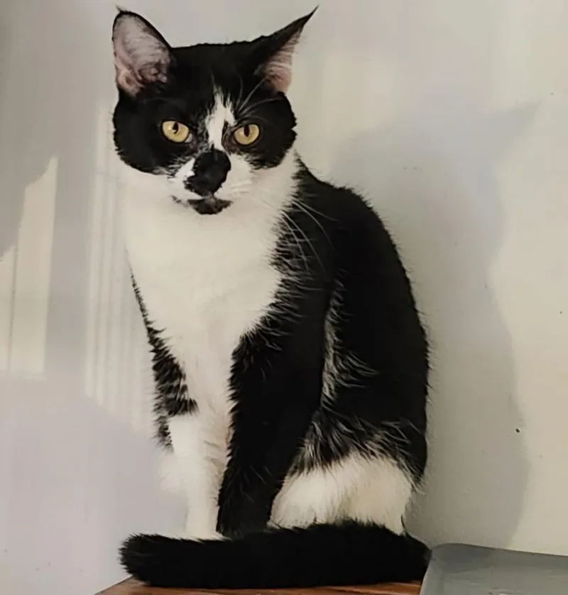 Hudson Hickory thumbnail 5