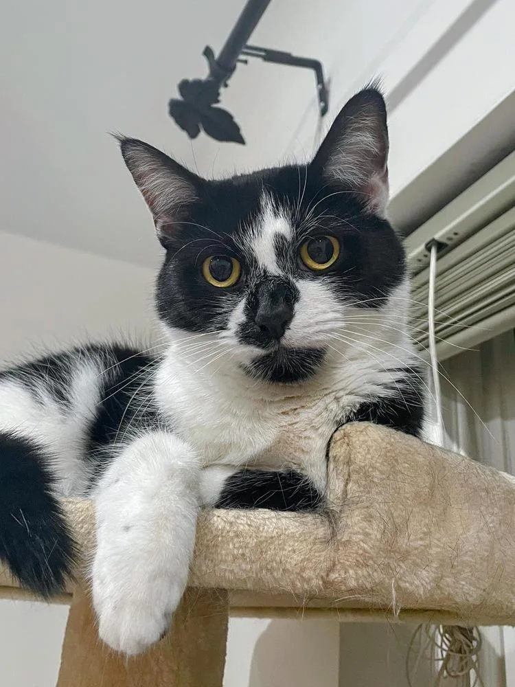 Hudson Hickory thumbnail 6