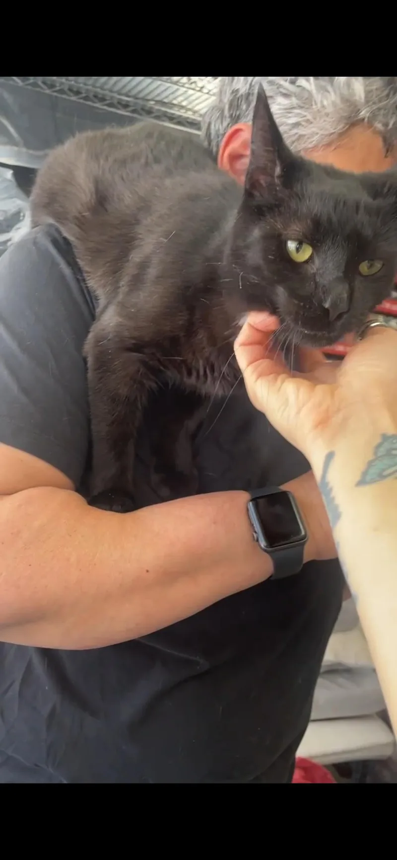 A young medium-sized female Black Domestic Short Hair cat named Cleo for adoption in South Ozone Park, NY