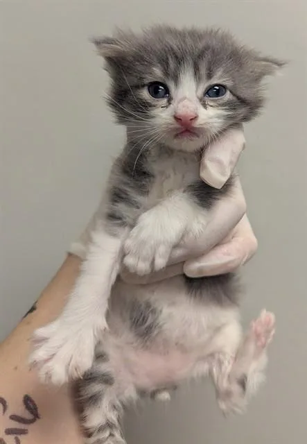 A baby small-sized male Domestic Short Hair cat named Earl Grey for adoption in Ontario, CA