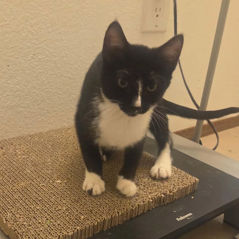 A baby small-sized male Black & White / Tuxedo Domestic Short Hair cat named Oreo for adoption in Antioch, CA