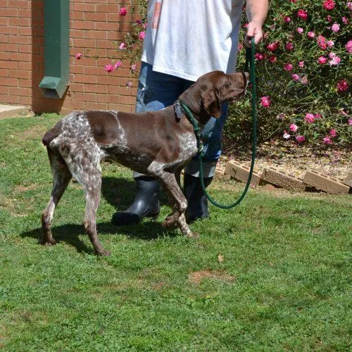 An adult medium-sized male German Shorthaired Pointer dog named Charlie Brown for adoption in Jackson, LA