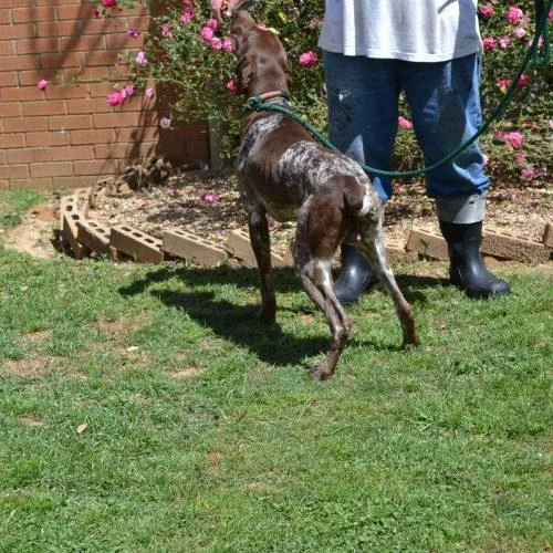 Charlie Brown thumbnail 2