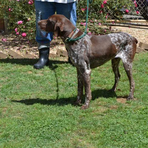 Charlie Brown thumbnail 3