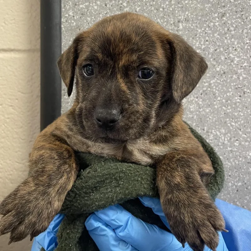 A baby medium-sized female Brindle Labrador Retriever dog named Serena for adoption in San Antonio, TX