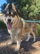 A senior large-sized male Sable Husky dog named Sif for adoption in Lakeside, AZ