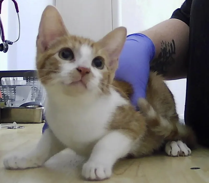 A baby small-sized female Orange & White Domestic Short Hair cat named Bimini for adoption in Anoka, MN