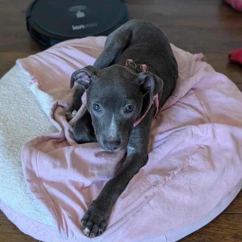 A baby large-sized female Pit Bull Terrier dog named Atta for adoption in Philadelphia, PA