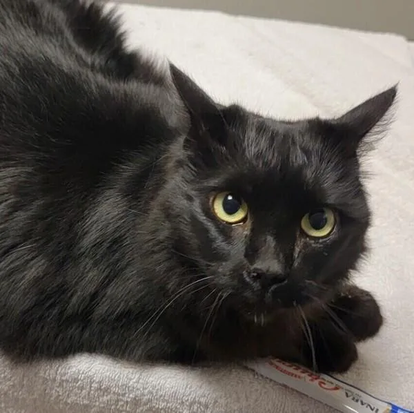 An adult medium-sized female Domestic Medium Hair cat named Sweet Pea for adoption in Oakland, CA