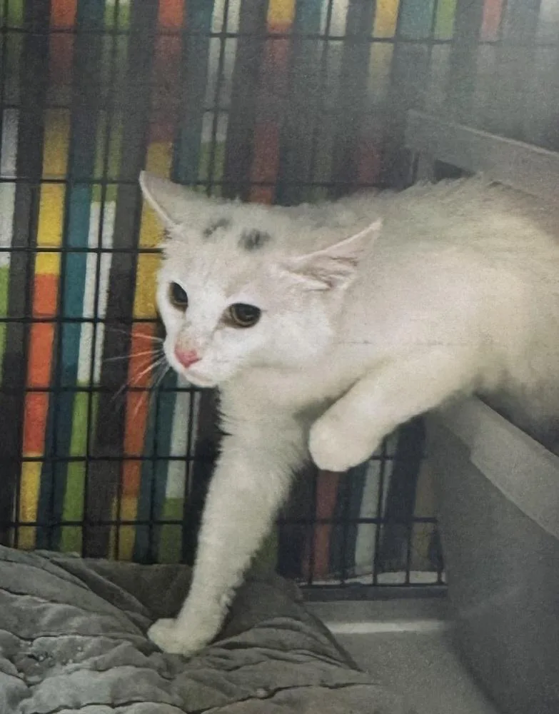 An adult large-sized male Gray & White Domestic Short Hair cat named Houdini for adoption in Fort Madison, IA