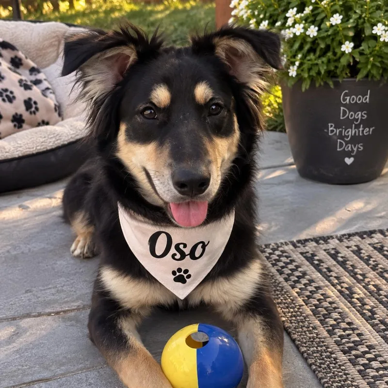 A young medium-sized male Australian Shepherd dog named Oso for adoption in Sacramento, CA