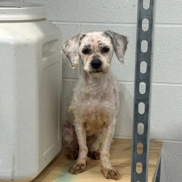An adult small-sized female White / Cream Miniature Poodle dog named Lovely for adoption in Saint John, IN