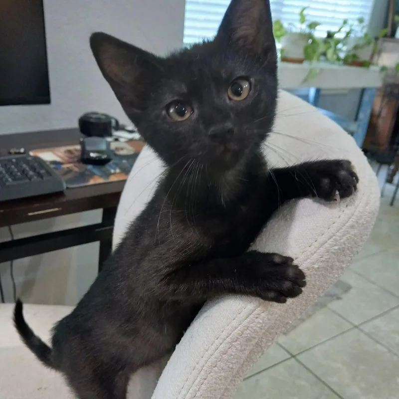A baby small-sized male Black Domestic Short Hair cat named Phoenix for adoption in Bentonville, AR