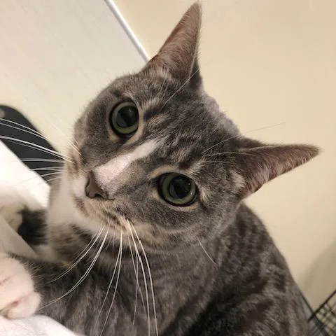 An adult large-sized male Gray / Blue / Silver Domestic Short Hair cat named Stewie for adoption in Novelty, OH