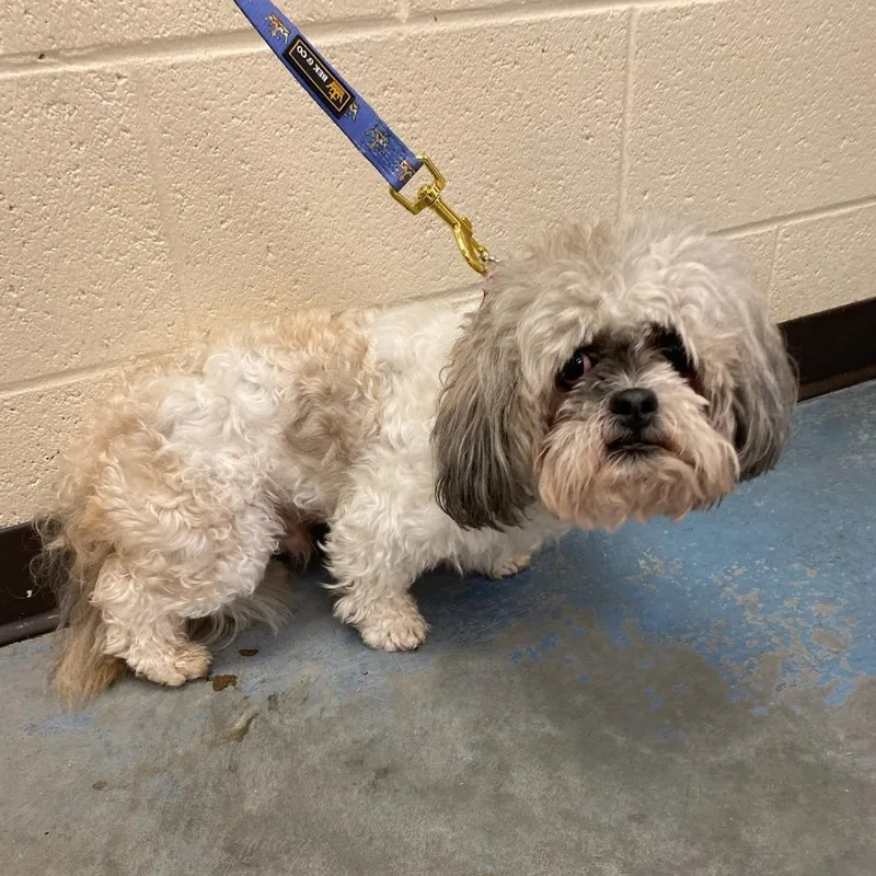 An adult small-sized male White / Cream Mixed Breed dog named Tony T for adoption in Memphis, TN