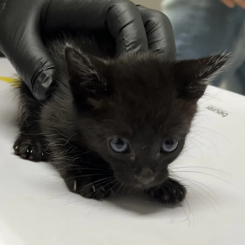 A baby small-sized male Black Domestic Short Hair cat named Castle for adoption in Lufkin, TX