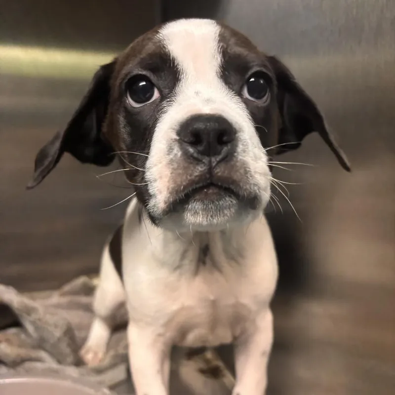 A baby small-sized male Black Mixed Breed dog named Jackson for adoption in Rocky Mount, VA