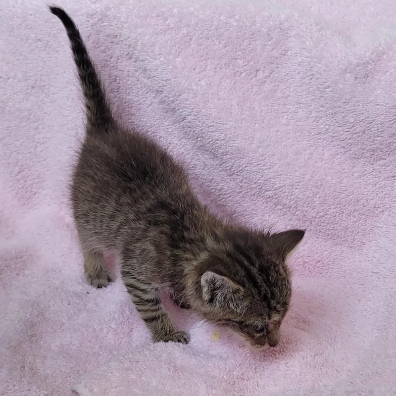 A baby small-sized female Brown / Chocolate Domestic Short Hair cat named Finley for adoption in Coos Bay, OR