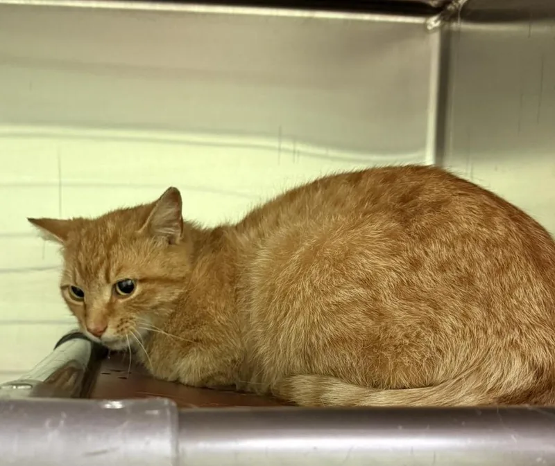 A baby large-sized male Tabby cat named Freedom for adoption in La Porte, IN