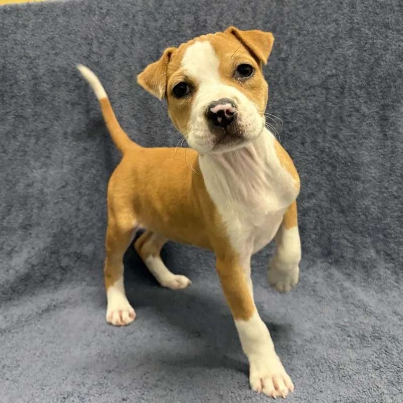 A baby small-sized female Yellow / Tan / Blond / Fawn Pit Bull Terrier dog named Sandy for adoption in Beaumont, TX