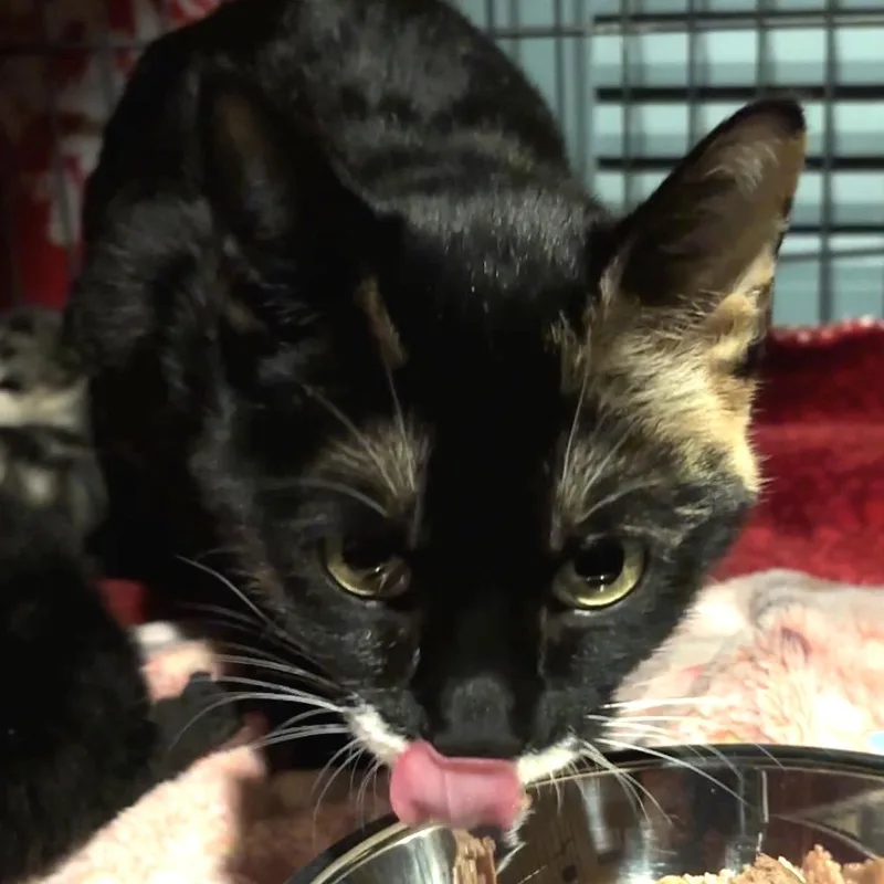 An adult small-sized female Black American Shorthair cat named Nola for adoption in Monroe, MI