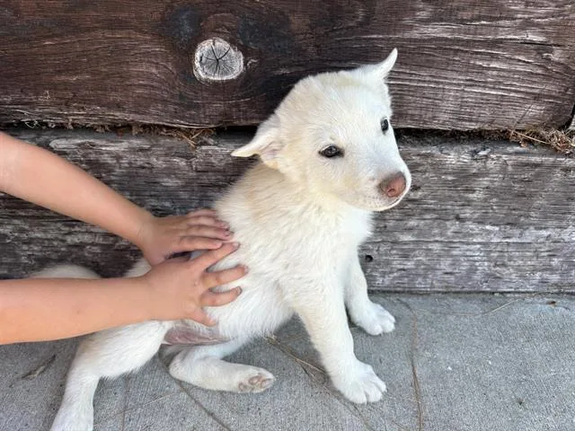 A baby medium-sized female Australian Cattle Dog / Blue Heeler dog named Skye for adoption in Camarillo, CA
