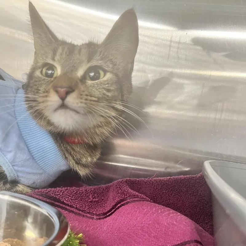 An adult medium-sized female Brown / Chocolate Domestic Short Hair cat named Lola for adoption in Hamburg, NY