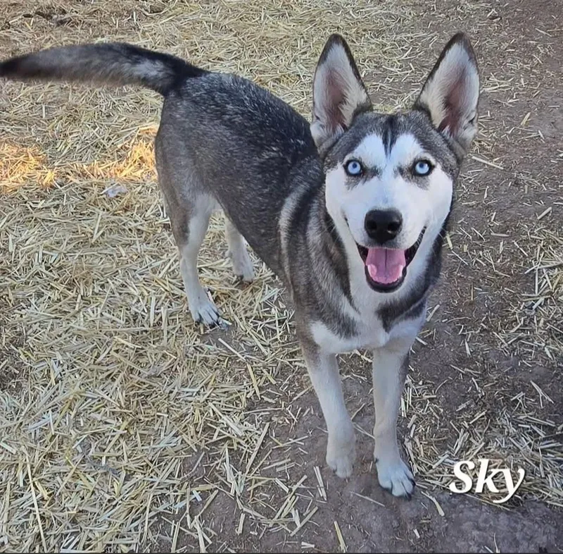 A young medium-sized female Gray / Blue / Silver Husky dog named Sky for adoption in Edinburg, TX