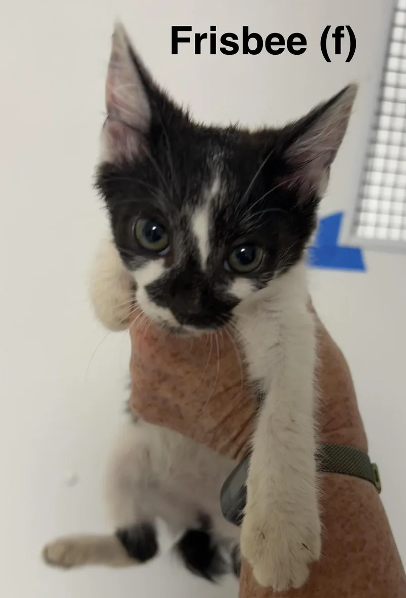 A baby medium-sized female Domestic Short Hair cat named Frisbee for adoption in Saugerties, NY