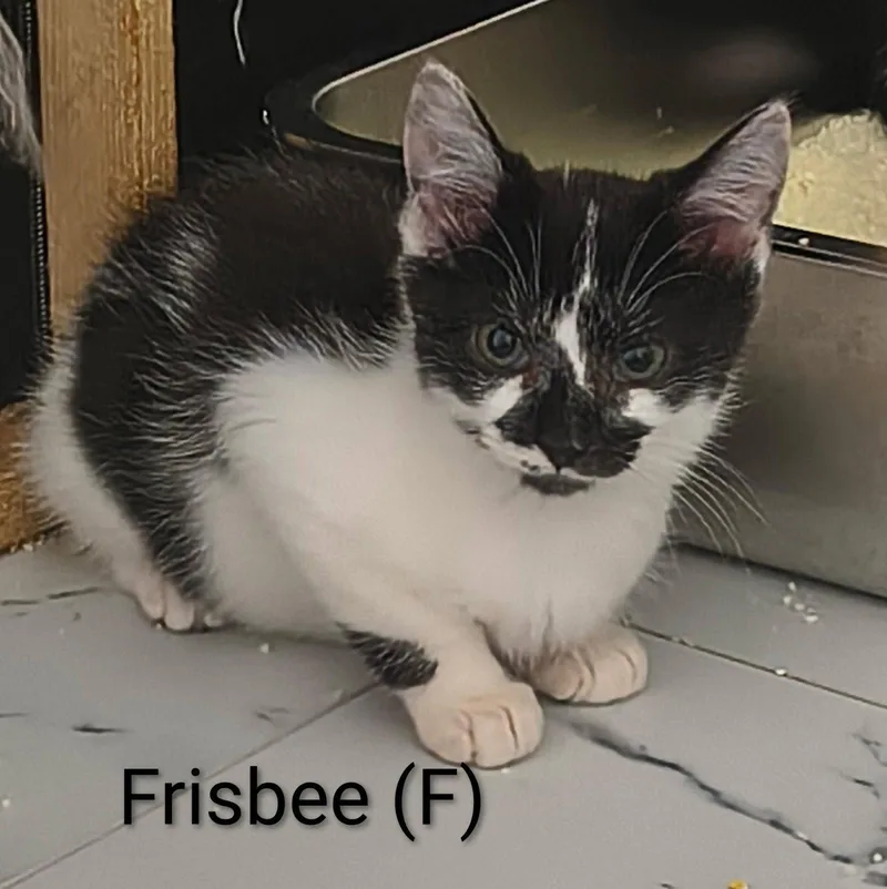Frisbee thumbnail 2