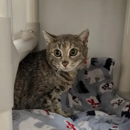An adult medium-sized female Tabby (Gray / Blue / Silver) Domestic Short Hair cat named Allie for adoption in Dubuque, IA
