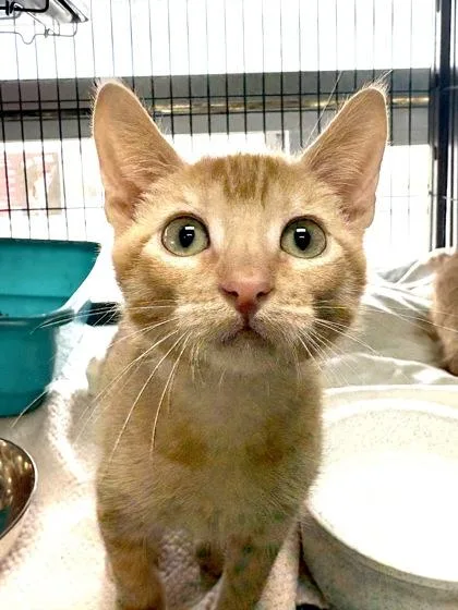 A baby small-sized male Domestic Short Hair cat named Cheeto for adoption in New Orleans, LA