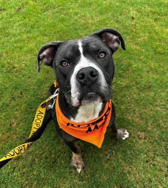 An adult medium-sized male Pit Bull Terrier dog named Oakley for adoption in Charlotte, NC