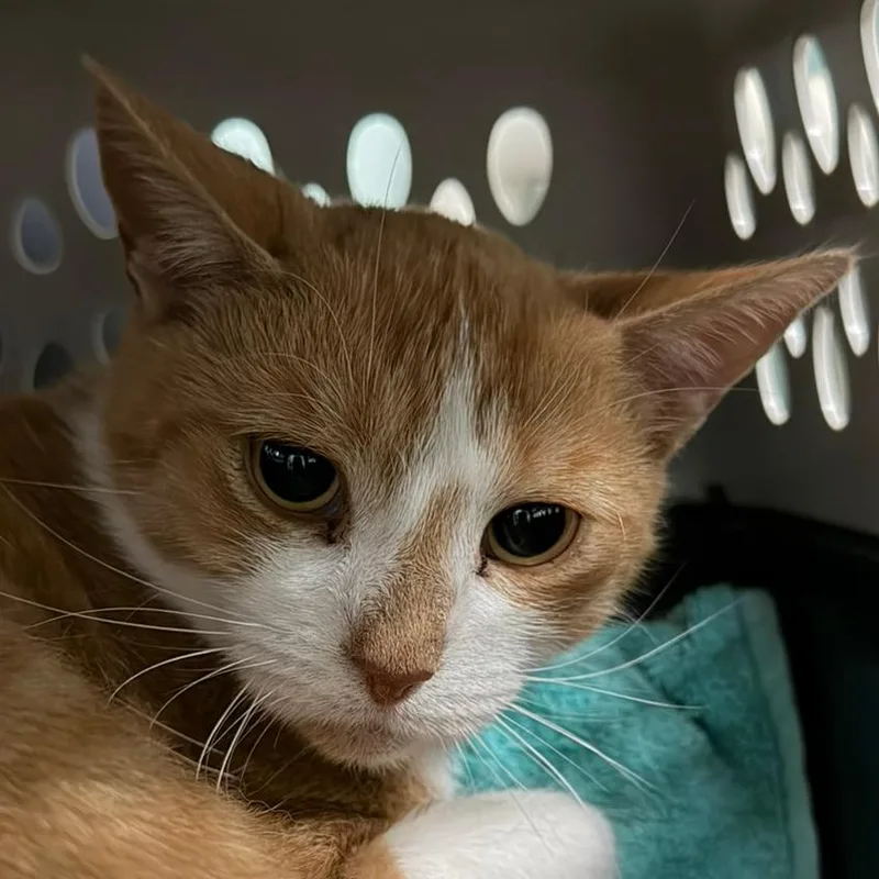 An adult medium-sized female Orange / Red Domestic Short Hair cat named Carla for adoption in Pittsford, VT