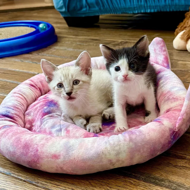 A baby medium-sized male Gray / Blue / Silver Siamese cat named Max for adoption in Woodland Hills, CA