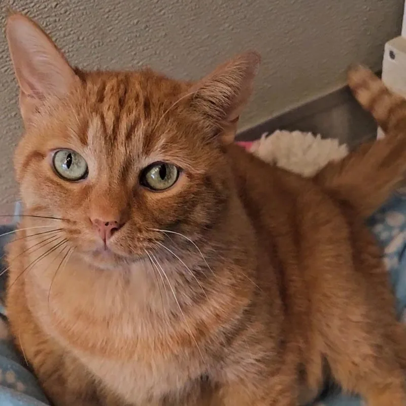 Lucy Liu thumbnail 2