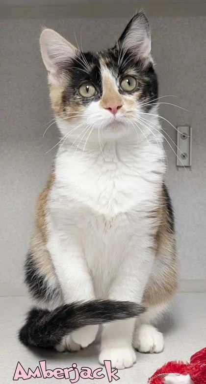 A baby small-sized female Domestic Short Hair cat named Amberjack for adoption in Mason, MI