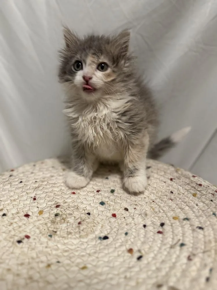 A baby small-sized female Gray & White Domestic Long Hair cat named Rosa Belle for adoption in Palatine, IL