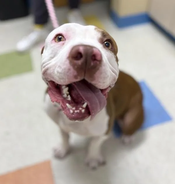 A young large-sized female Pit Bull Terrier dog named Lola for adoption in Sioux City, IA
