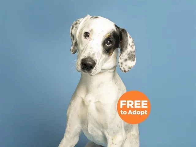 A young small-sized male Bluetick Coonhound dog named Paw Paw for adoption in Phoenix, AZ