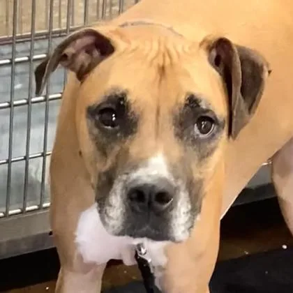 An adult large-sized male Mixed Breed dog named Sparco for adoption in Cincinnati, OH