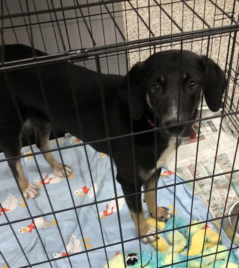 A baby medium-sized female Bicolor Mixed Breed dog named Brooke for adoption in Parma, OH