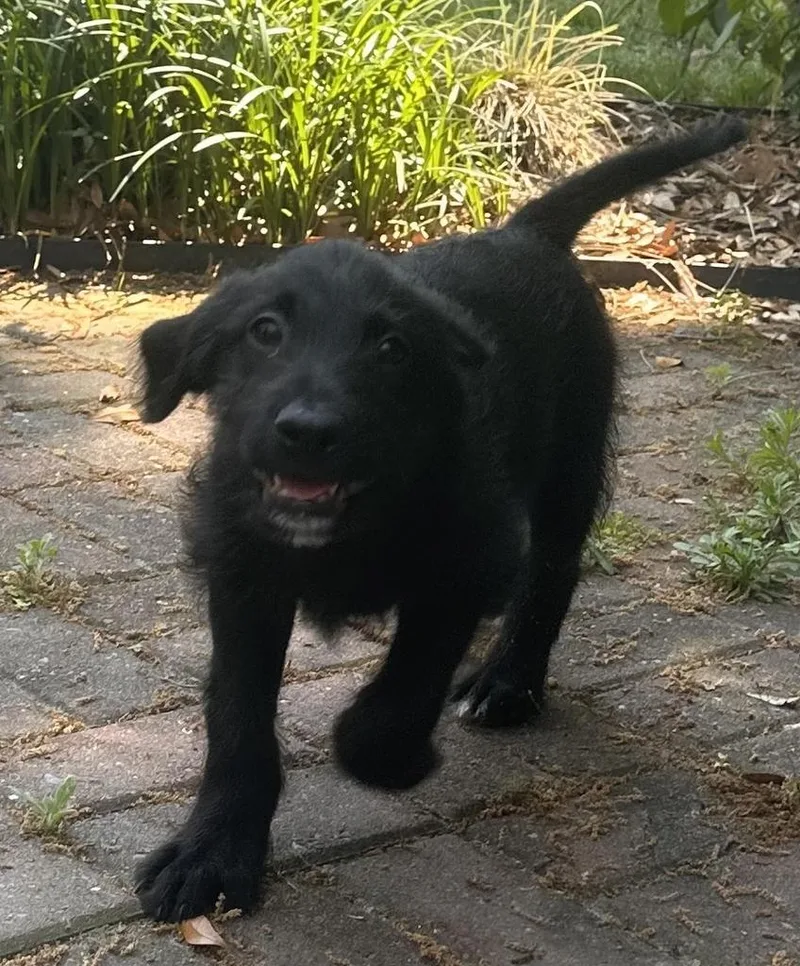 A baby medium-sized female Labrador Retriever dog named Beatrice for adoption in Florence, SC