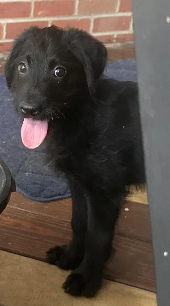 Beatrice thumbnail 2