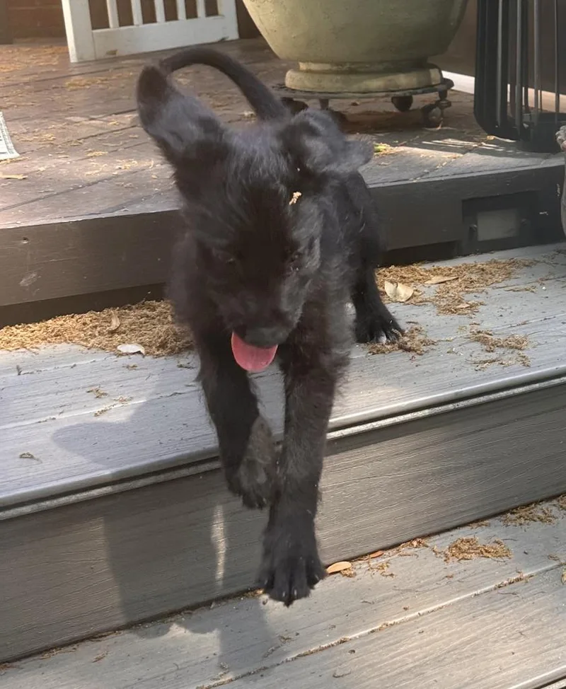 Beatrice thumbnail 3